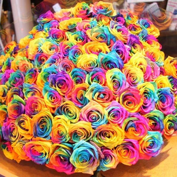 Rainbow Rose Mix