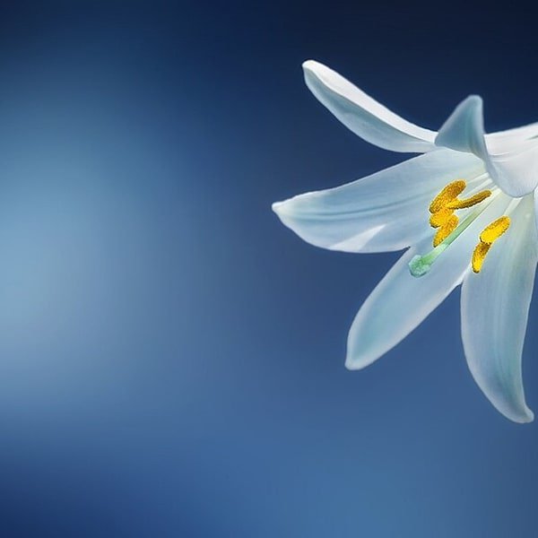 Cream Madonna Lily