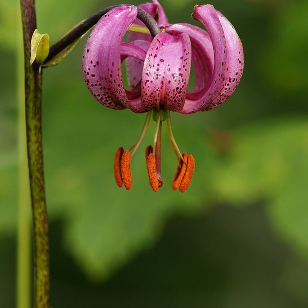 Double Lily Bouquet