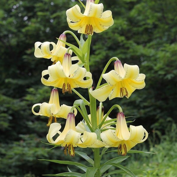 Mixed Lily Arrangement