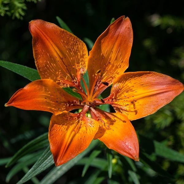 Long Stem Lily Bunch