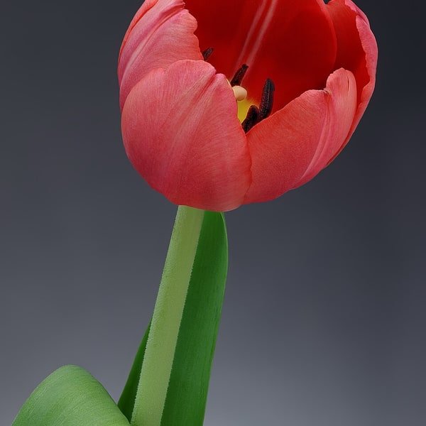 Red Tulip Bunch