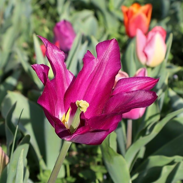 Orange Princess Tulip