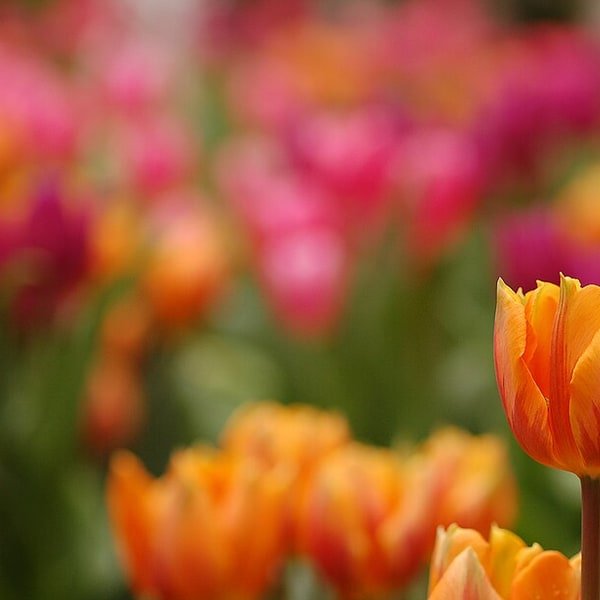 Double Peony Tulip