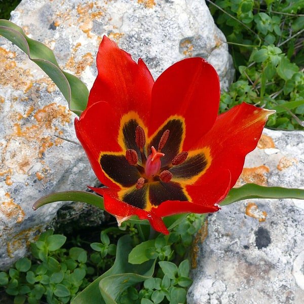 Pink Tulip Cluster