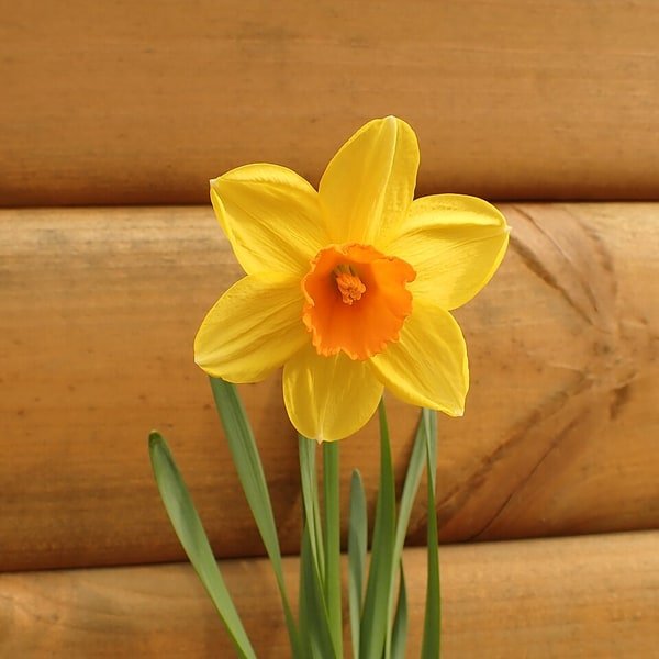 Daffodil Golden Bunch
