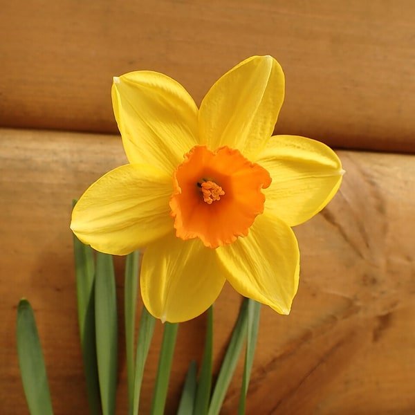 White Narcissus Spray
