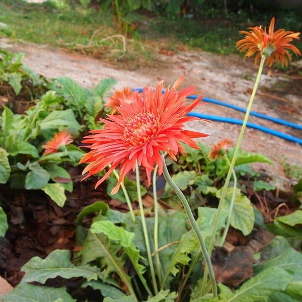 Hibiscus Rosa Sinensis