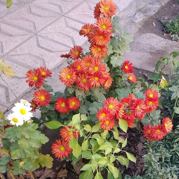 Alstroemeria Peruvian Lily