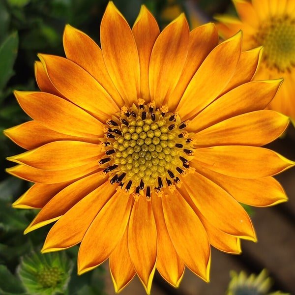 African Daisy Cluster
