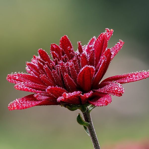 Autumn Mum Arrangement