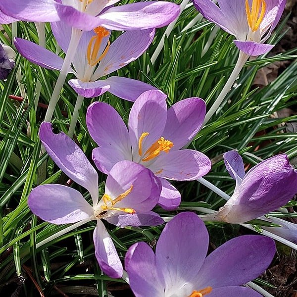 Wildflower Field Bunch